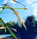 히란 카구라 무여과생원주 720ml