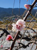 우메노야도 아라고시 매실주720ml